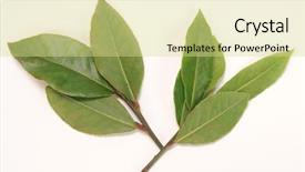  Presentation with herbal - PPT layouts enhanced with simple herbal - bay background and a blonde colored foreground