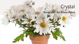  Presentation with wild flower in field of daisies - Beautiful presentation theme featuring simple herbal - bouquet of beautiful chrysanthemum daisies backdrop and a soft green colored foreground