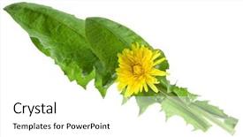  Presentation with flower - PPT theme enhanced with simple herbal - dandelions taraxacum flower isolated background and a white colored foreground