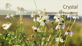  Presentation with cannabis marijuana field - PPT layouts enhanced with chef making tasty noodles in a wok street food concept background and a dark gray colored foreground