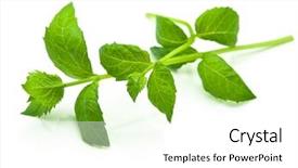  Presentation with tea leaves fresh green leaf - Presentation design having simple herbal - fresh harvested spearmint leaves mentha background and a white colored foreground