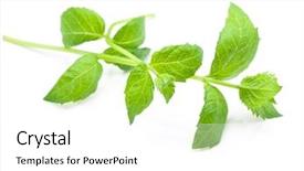  Presentation with tea leaves fresh green leaf - Slides featuring simple herbal - fresh harvested spearmint leaves mentha background and a white colored foreground