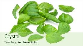  Presentation with leaves - Audience pleasing slides consisting of simple herbal - fresh harvested spearmint leaves mentha backdrop and a mint green colored foreground