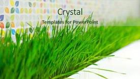  Presentation with plant - Beautiful presentation theme featuring simple herbal - green grass plant decorating backdrop and a  colored foreground