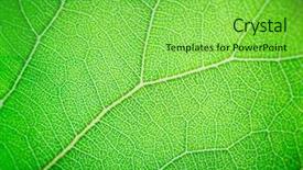  Presentation with simple green - PPT layouts with simple herbal - light green leaf macro background background and a seafoam green colored foreground