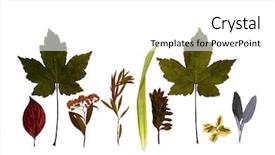  Presentation with herbal - Presentation theme with simple herbal - line of different dried autumnal background and a white colored foreground