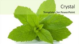  Presentation with mint - Amazing slides having simple herbal - mint leaves isolated on white backdrop and a yellow colored foreground