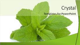  Presentation with isolated fall oak leaf - Beautiful presentation featuring simple herbal - mint leaves isolated on white backdrop and a yellow colored foreground