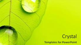  Presentation with simple green - PPT layouts featuring simple line - green leaf macro soft focus background and a light gray colored foreground