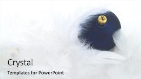  Presentation with maroon - Amazing slide set having simple maroon - blue ornaments in billowy feathers backdrop and a  colored foreground