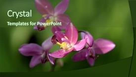  Presentation with orchids - Presentation theme enhanced with simple maroon - orchids in the sunshine background and a  colored foreground