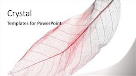  Presentation with simple - Amazing theme having simple pattern - dried leaf macro on white backdrop and a white colored foreground