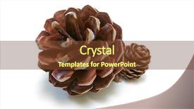  Presentation with pure white - Audience pleasing presentation consisting of simple themes - pine cones isolated on pure backdrop and a tawny brown colored foreground