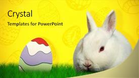  Presentation with blue white and yellow - Beautiful slide set featuring simple themes - rabbit on white background backdrop and a  colored foreground