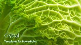  Presentation with leaf pathogen - PPT layouts consisting of simple white free - kale leaf closeup background and a  colored foreground