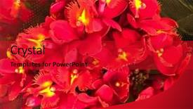  Presentation with orchids orchid red orchid orchid - Presentation theme having simple white purple - red orchid flower on shop background and a crimson colored foreground