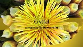  Presentation with iris flower yellow - Theme with simple white purple - yellow chrysanthemum flower closeup background and a gold colored foreground