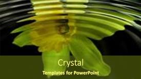  Presentation with daffodil - PPT theme having simulated-reflection-of-daffodil background and a tawny brown colored foreground