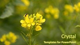  Presentation with mustard yellow - Beautiful PPT theme featuring sinapis aiba mustard yellow flower green field backdrop and a tawny brown colored foreground