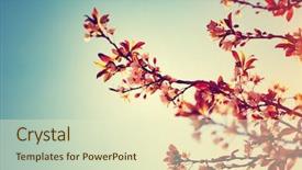  Presentation with blue floral - Theme having sinematic - beautiful blooming tree in sunny background and a soft green colored foreground