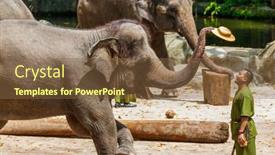  Presentation with zoo - Cool new slide deck with singapore-april-14-elephant-show backdrop and a tawny brown colored foreground