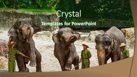  Presentation with zoo - Theme with singapore-april-14-elephant-show background and a tawny brown colored foreground