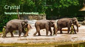  Presentation with elephants - 