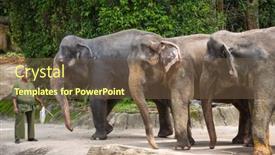  Presentation with elephants - 