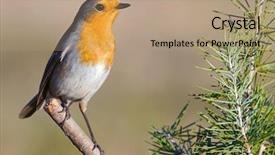  Presentation with branch - Slide set having composite image of business people standing against black wall background and a dark gray colored foreground