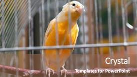  Presentation with cage - Presentation theme enhanced with singing bird - canary in his cage background and a coral colored foreground