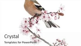  Presentation with japanese cherry blossoms - Colorful theme enhanced with singing bird - common chaffinch perched on japanese backdrop and a white colored foreground