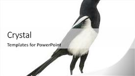  Presentation with history earth globe isolated white - Beautiful slide set featuring singing bird - common magpie chattering upright pica backdrop and a white colored foreground