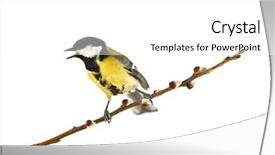 Presentation with bird - PPT theme with singing bird - parus on twig isolated background and a white colored foreground