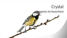  Presentation with bird - Slides featuring singing bird - parus on twig isolated background and a white colored foreground