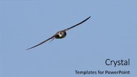  Presentation with sky blue - Beautiful PPT theme featuring singing bird - sand martin flying backdrop and a light blue colored foreground