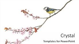  Presentation with blue - PPT theme enhanced with singing bird - side view of a tweeting background and a white colored foreground