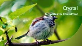  Presentation with bird sparrow - Slides enhanced with singing bird - sparrow background and a tawny brown colored foreground