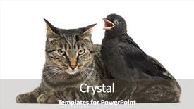  Presentation with jackdaw - PPT layouts with singing bird - western jackdaw tweeting next background and a dark gray colored foreground