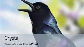  Presentation with close up shot - PPT theme having close photo of bloom of bright red rose background and a gray colored foreground