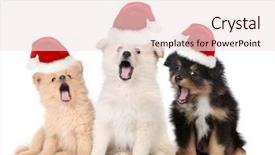  Presentation with cute christmas pug puppy dog - Colorful PPT theme enhanced with singing christmas puppies wearing santa backdrop and a sky blue colored foreground