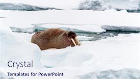  Presentation with coast - Amazing slide set having single-adult-walrus-odobenus-rosmarus backdrop and a sky blue colored foreground