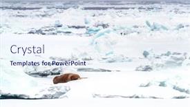  Presentation with ice - PPT theme consisting of single-adult-walrus-odobenus-rosmarus background and a sky blue colored foreground