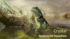  Presentation with alert - PPT layouts with single-alert-eastern-water-dragon background and a tawny brown colored foreground