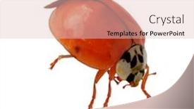  Presentation with alive - Audience pleasing presentation design consisting of single alive ladybug isolated on white background backdrop and a lemonade colored foreground