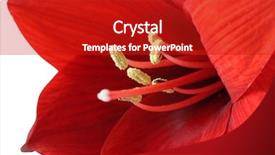  Presentation with black women single - Amazing presentation design having single amaryllis hippeastrum flower isolated backdrop and a crimson colored foreground