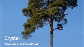  Presentation with single tree - Amazing presentation having single beautiful spring pine tree on blue sky background backdrop and a teal colored foreground