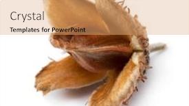  Presentation with soap nut - Slides enhanced with single-beech-nut-isolated background and a  colored foreground