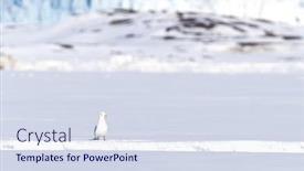  Presentation with north pole - PPT layouts with single-black-legged-kittiwake-rissa background and a sky blue colored foreground