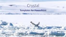  Presentation with north pole - Slide deck with single-black-legged-kittiwake-rissa background and a  colored foreground