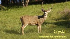  Presentation with buck - Theme enhanced with single black-tail buck watching background and a tawny brown colored foreground
